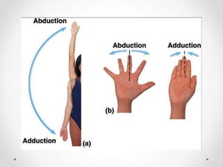 Joints of upper limbs 