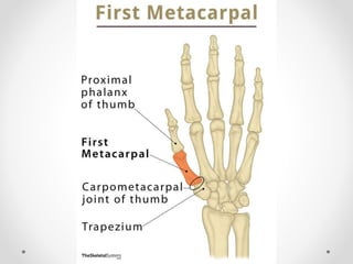 Joints of upper limbs 