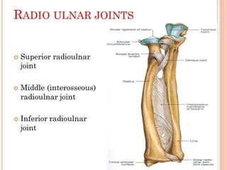 Joints of upper limbs 