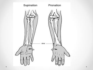 Joints of upper limbs 