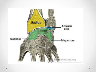 Joints of upper limbs 