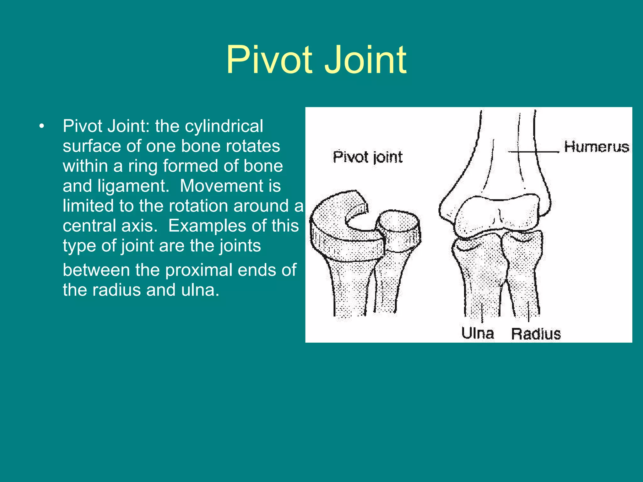 Pivot Joint  Pivot Joint: the cylindrical surface of one bone rotates within a ring formed of bone and ligament.  Movement is limited to the rotation around a central axis.  Examples of this type of joint are the joints  between the proximal ends of the radius and ulna.  