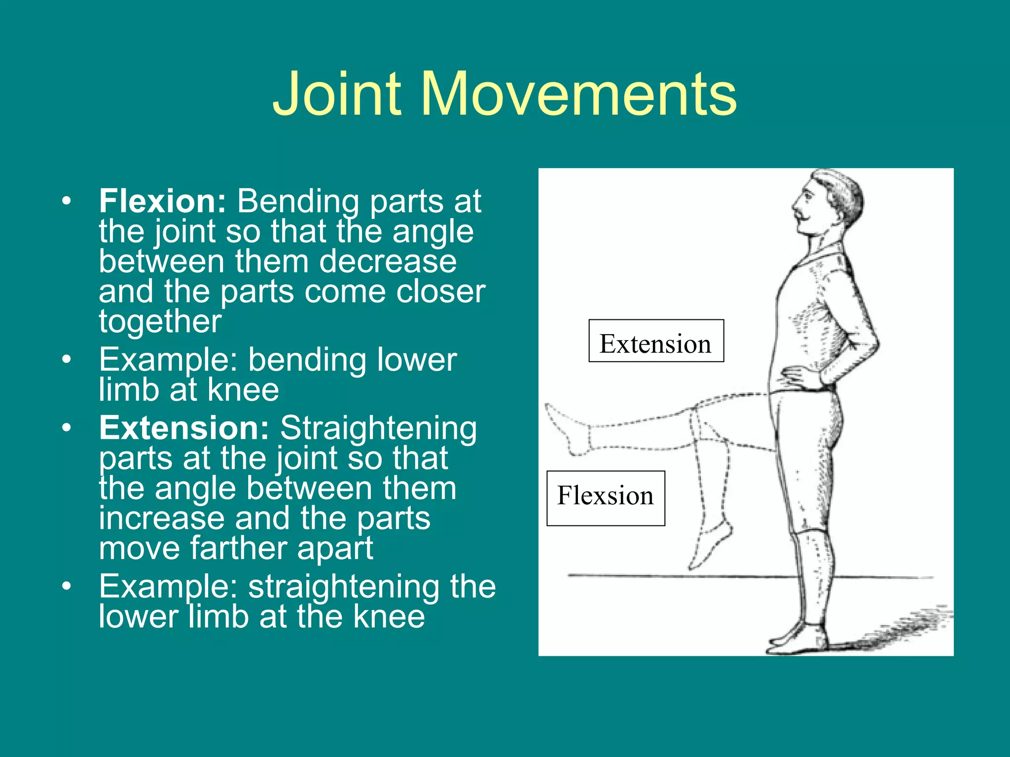 Joint Movements Flexion:  Bending parts at the joint so that the angle between them decrease and the parts come closer together Example: bending lower limb at knee Extension:  Straightening parts at the joint so that the angle between them increase and the parts move farther apart Example: straightening the lower limb at the knee Extension Flexsion 