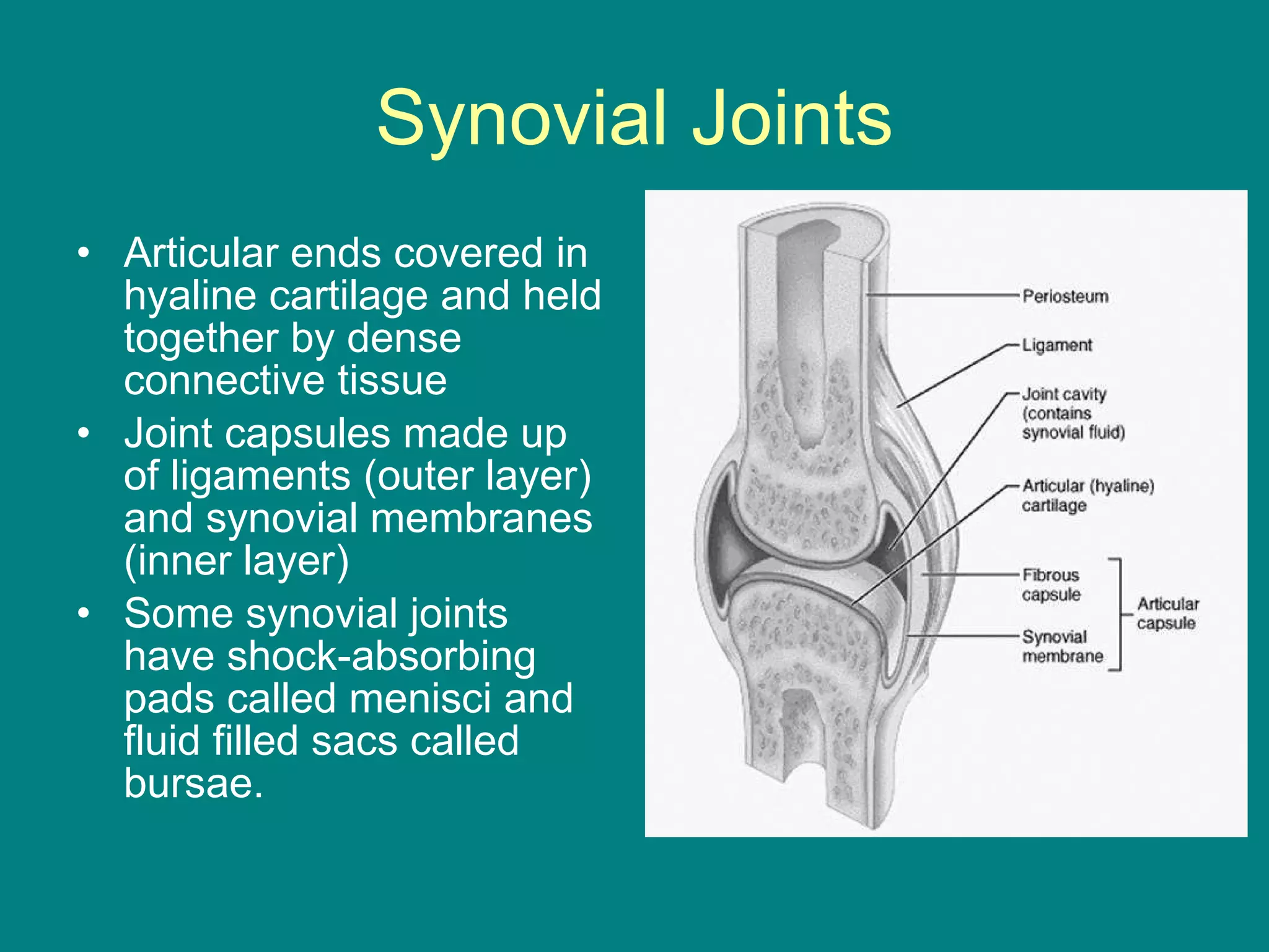 Synovial Joints Articular ends covered in hyaline cartilage and held together by dense connective tissue Joint capsules made up of ligaments (outer layer) and synovial membranes (inner layer) Some synovial joints have shock-absorbing pads called menisci and fluid filled sacs called bursae. 