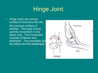 Hinge Joint  Hinge Joint: the convex surface of one bone fits into  the concave surface of another.  This type of joint permits movement in one plane only.  This movement consists of flexion and extension.  Two examples are the elbow and the phalanges.  