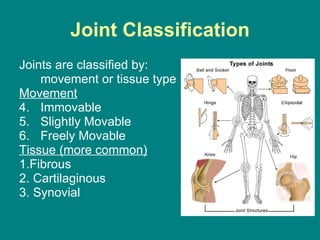 Joint Classification Joints are classified by: movement or tissue type Movement Immovable Slightly Movable Freely Movable Tissue (more common) 1.Fibrous 2. Cartilaginous 3. Synovial 