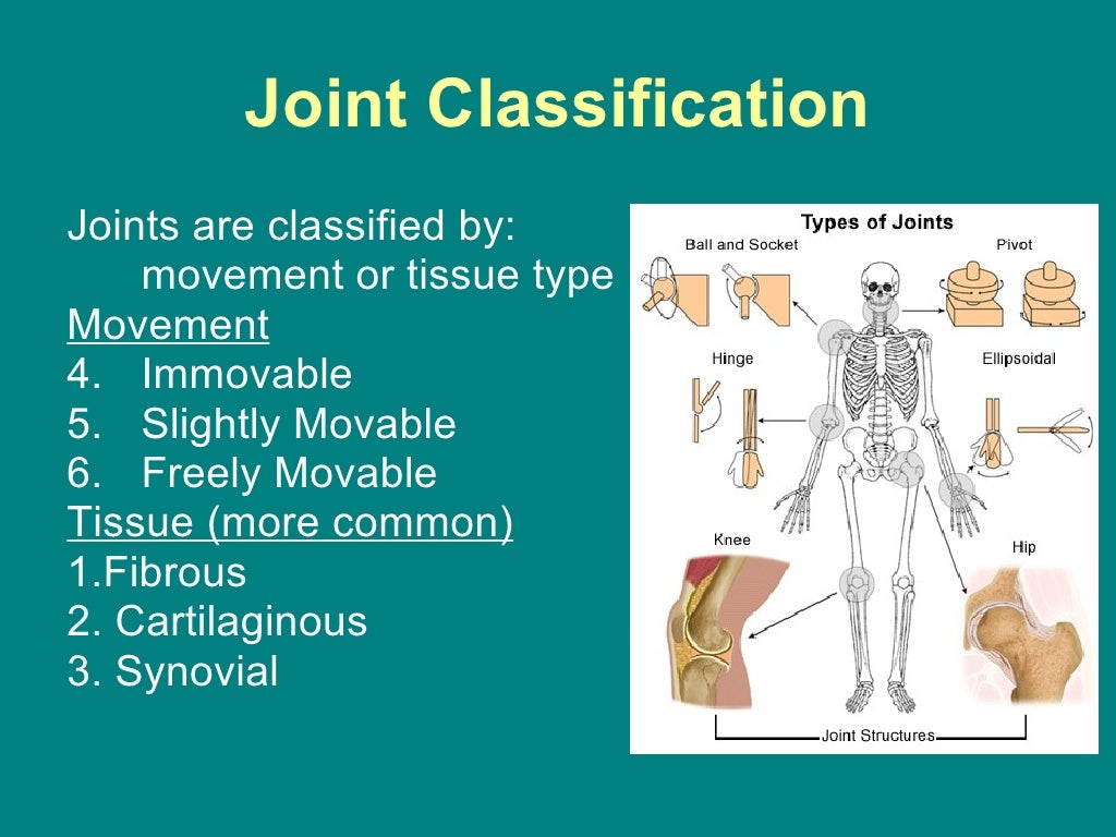 Joints powerpoint