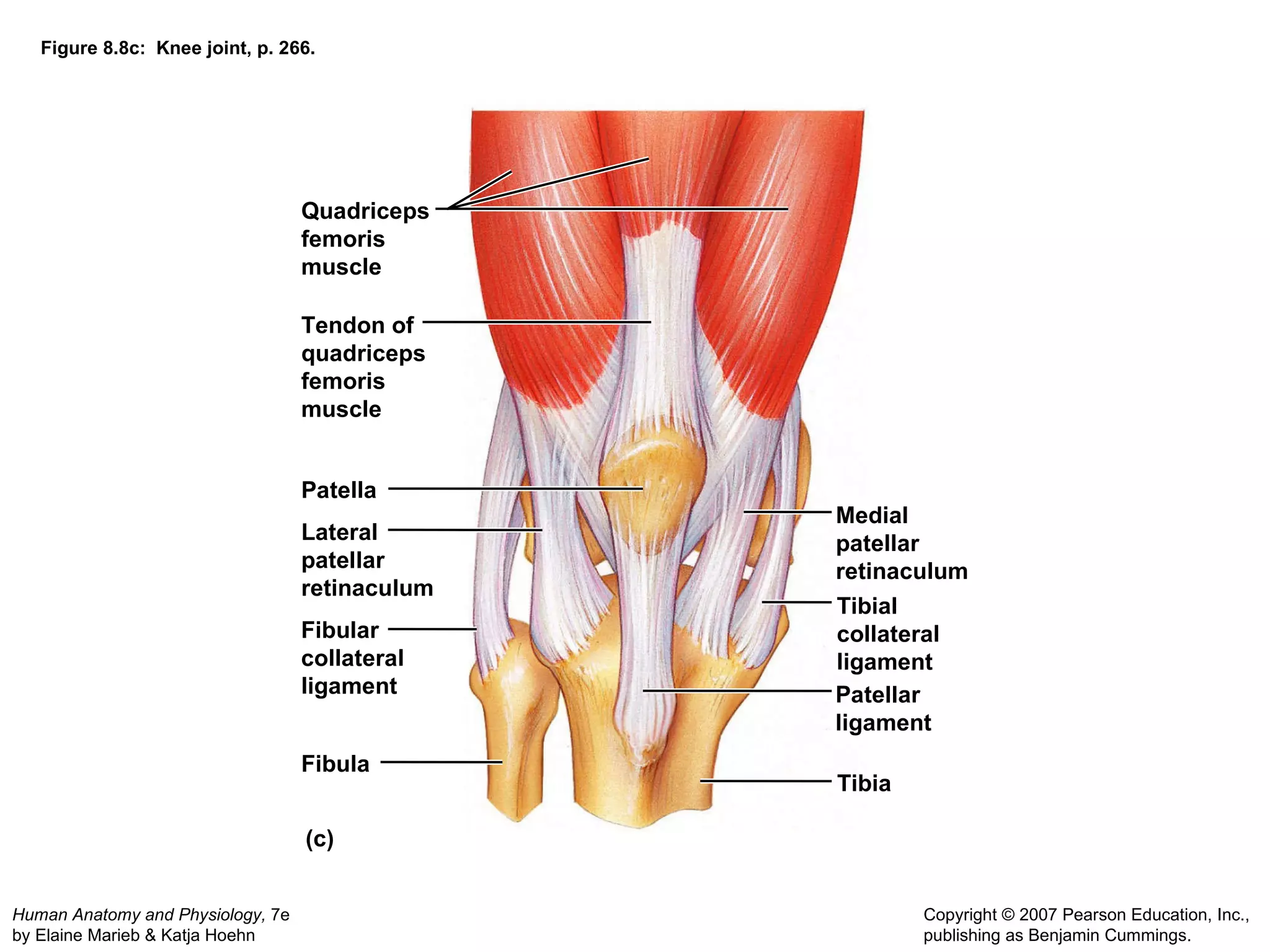 Figure 8.8c:  Knee joint, p. 266. (c) Quadriceps femoris muscle Tendon of quadriceps femoris muscle Patella Lateral patellar retinaculum Medial patellar retinaculum Tibial collateral ligament Tibia Fibular collateral ligament Fibula Patellar ligament 
