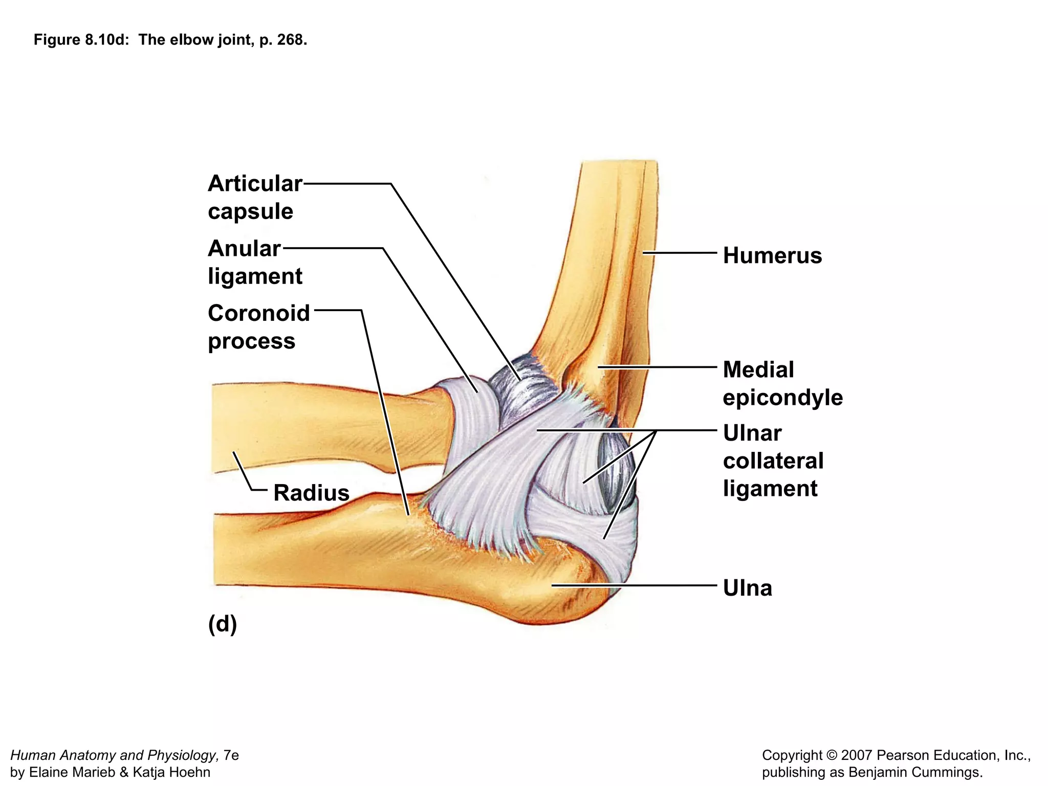 Figure 8.10d:  The elbow joint, p. 268. (d) Articular capsule Anular ligament Coronoid process Radius Humerus Medial epicondyle Ulnar collateral ligament Ulna 