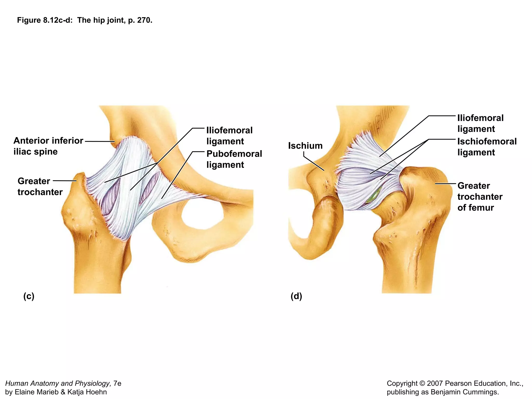 Figure 8.12c-d:  The hip joint, p. 270. (c) (d) Anterior inferior iliac spine Iliofemoral ligament Pubofemoral ligament Greater trochanter Ischium Iliofemoral ligament Ischiofemoral ligament Greater trochanter of femur 