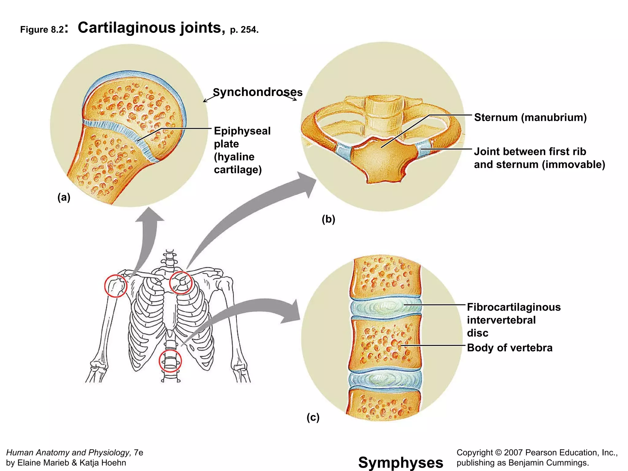 Figure 8.2 :  Cartilaginous joints,  p. 254. (a) (c) (b) Epiphyseal plate (hyaline cartilage) S ynchondrose s Sternum (manubrium) Joint between first rib and sternum (immovable) Symphyses Fibrocartilaginous intervertebral disc Body of vertebra 