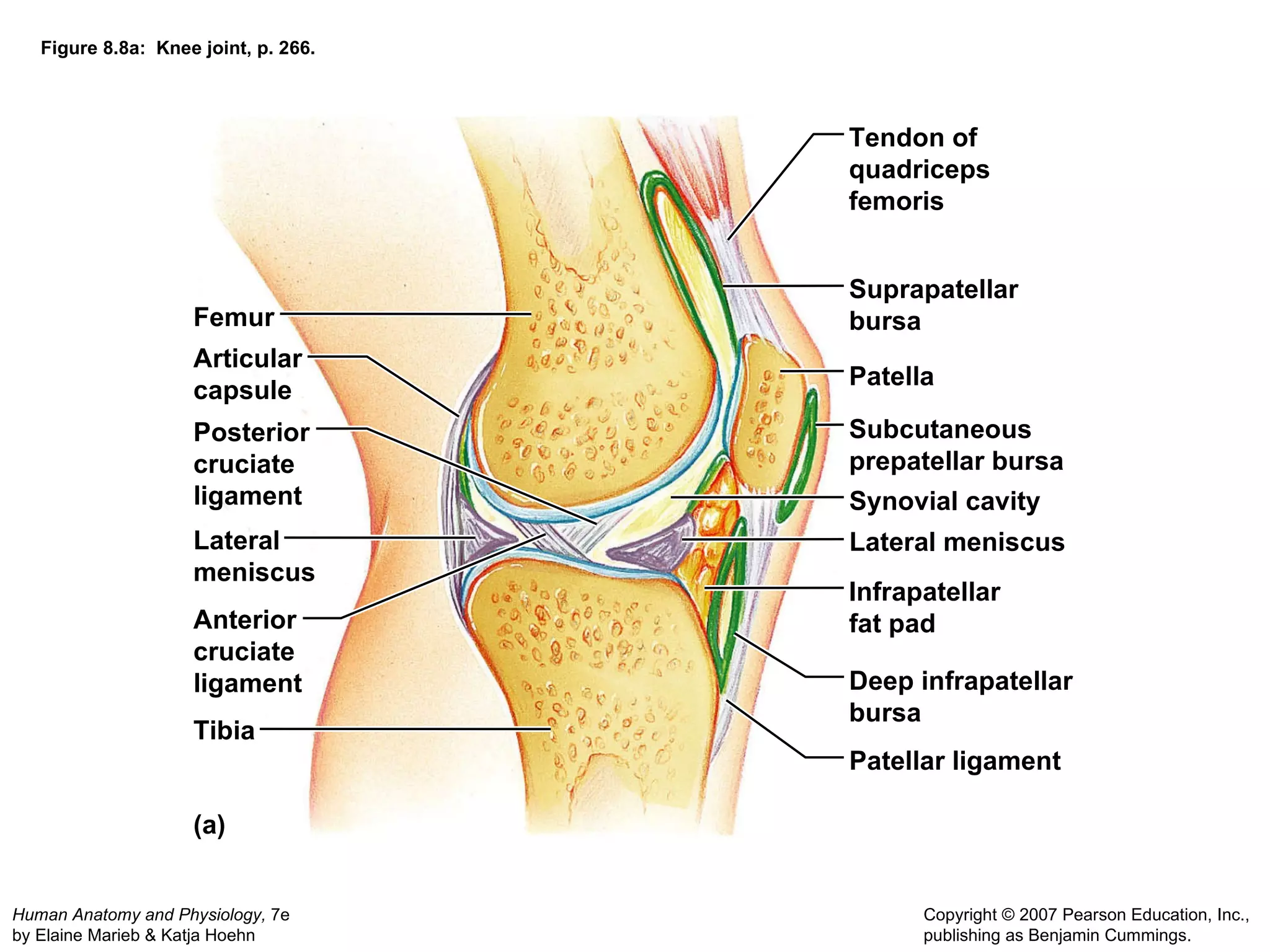 Figure 8.8a:  Knee joint, p. 266. (a) Femur Tendon of quadriceps femoris Suprapatellar bursa Patella Subcutaneous prepatellar bursa Synovial cavity Lateral meniscus Posterior cruciate ligament Infrapatellar fat pad Deep infrapatellar bursa Patellar ligament Articular capsule Lateral meniscus Anterior cruciate ligament Tibia 