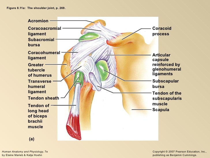 A Joint Capsule Is Reinforced By Jointsrev2