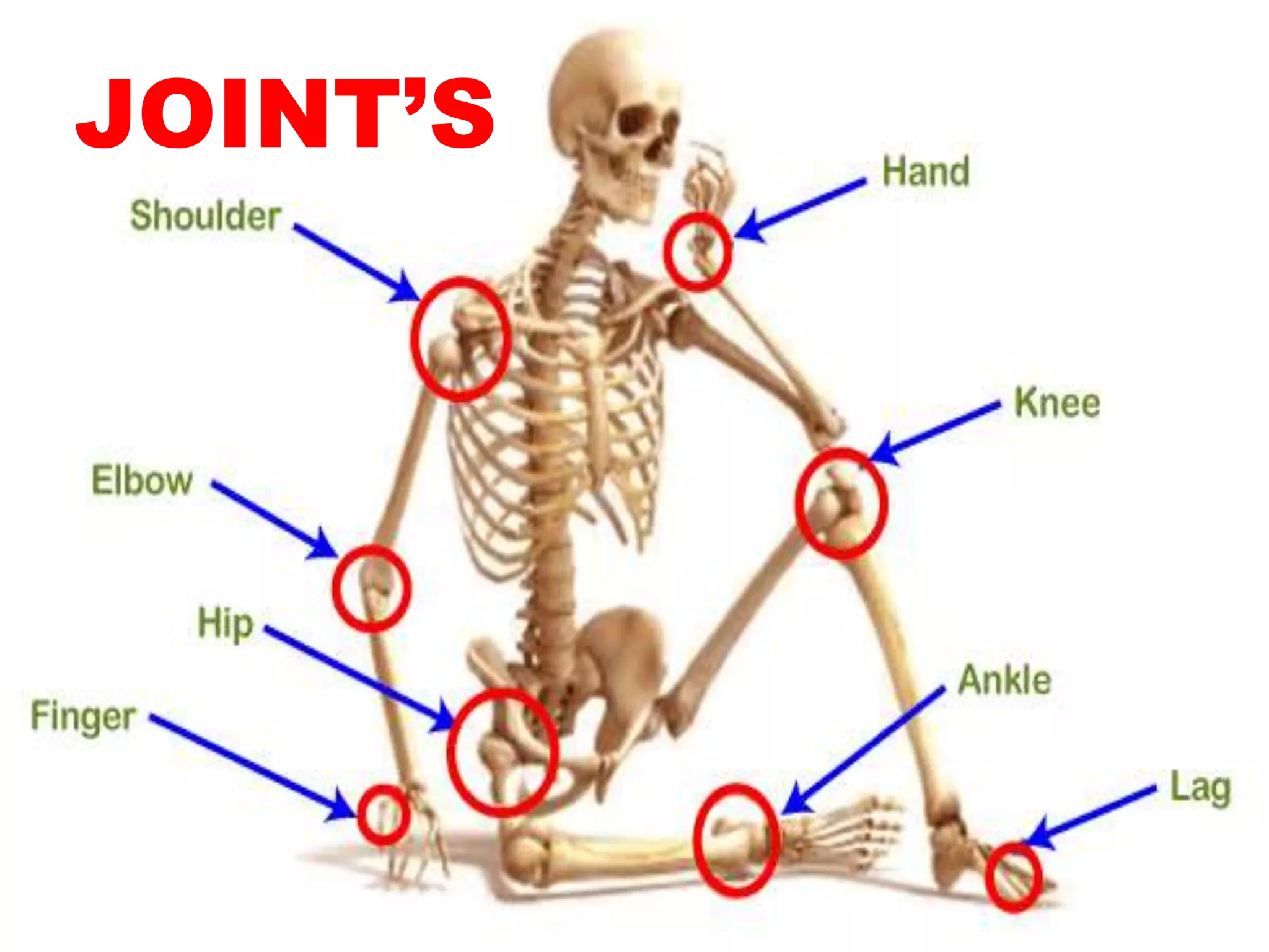 Joints Skeleton System pptx