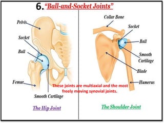 Os Multangular Joint Joints_Skeleton system.pptx