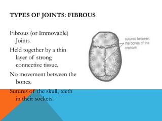 TYPES OF JOINTS: FIBROUS
Fibrous (or Immovable)
Joints.
Held together by a thin
layer of strong
connective tissue.
No movement between the
bones.
Sutures of the skull, teeth
in their sockets.

 