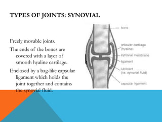 TYPES OF JOINTS: SYNOVIAL

Freely movable joints.
The ends of the bones are
covered with a layer of
smooth hyaline cartilage.

Enclosed by a bag-like capsular
ligament which holds the
joint together and contains
the synovial fluid.

 