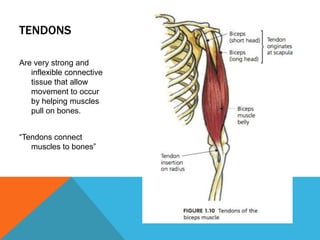 TENDONS
Are very strong and
inflexible connective
tissue that allow
movement to occur
by helping muscles
pull on bones.

“Tendons connect
muscles to bones”

 