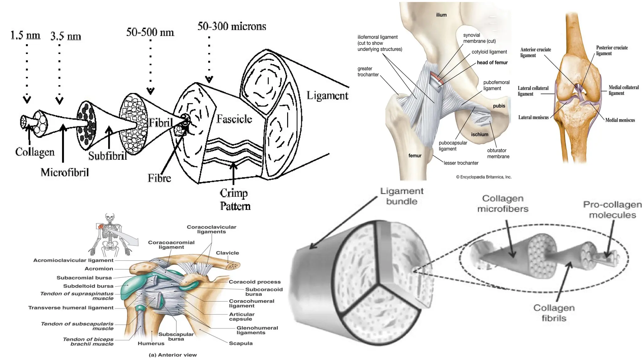 THE BIOMECHANICS OF THE JOINT STRUCTURE & FUNCTION.pptx
