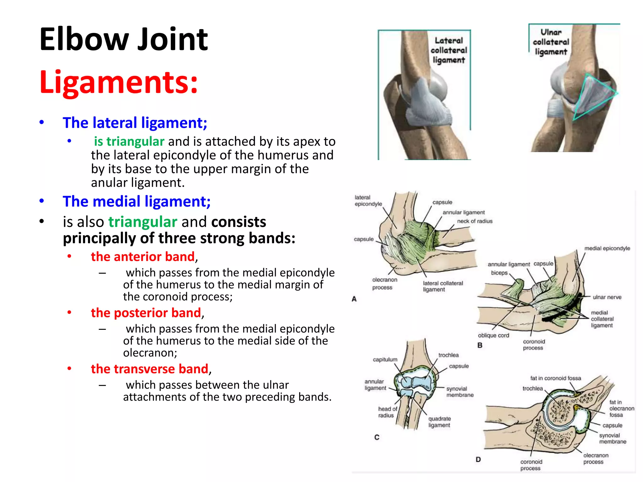 Elbow JointLigaments: The lateral ligament;is triangular and is attached by its apex to the lateral epicondyle of the humerus and by its base to the upper margin of the anular ligament. The medial ligament; 