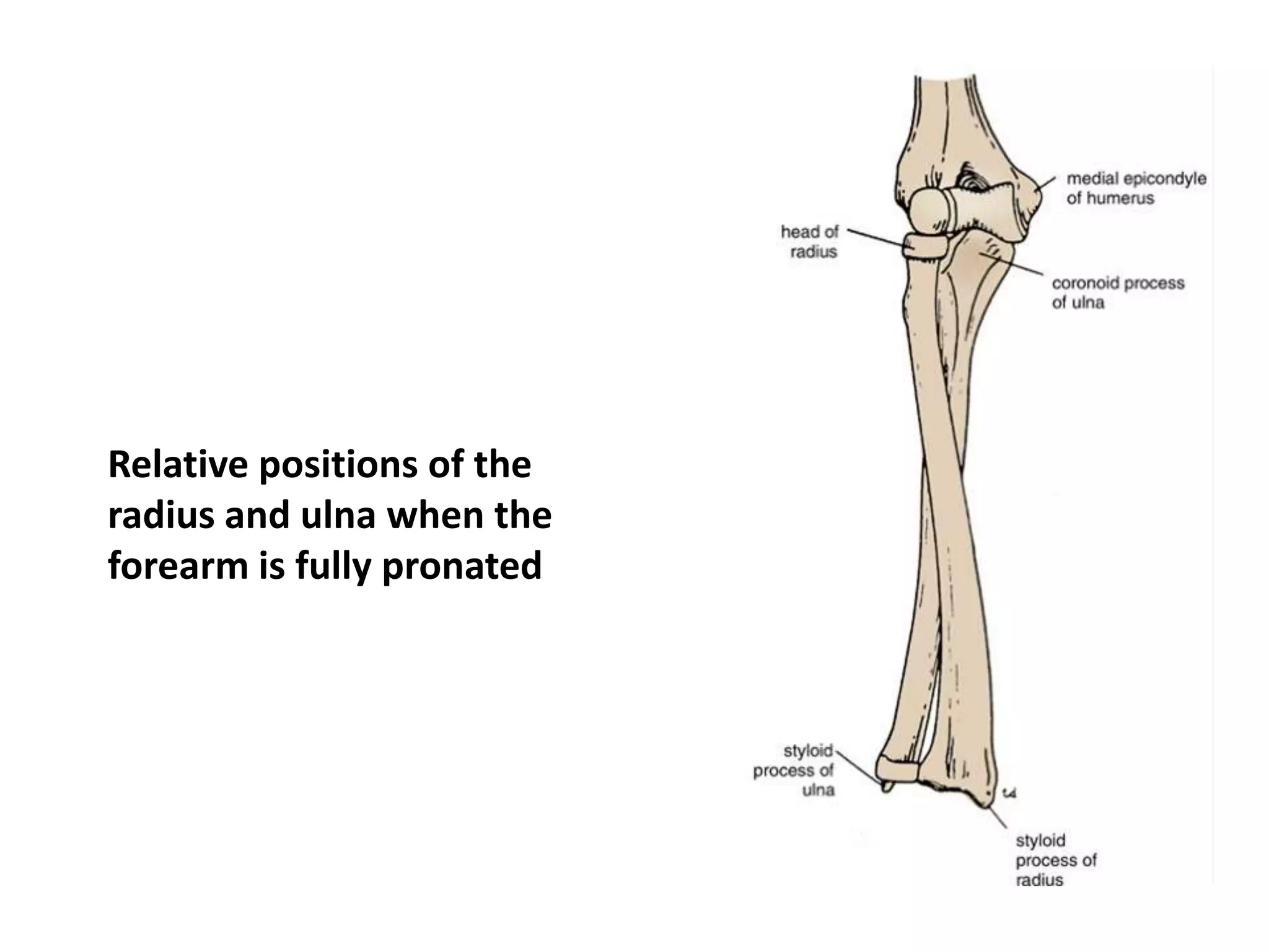 Proximal Radioulnar JointMovements:Pronation and supination of the forearm.Important RelationsAnteriorly: Supinator muscle and the radial nerve.Posteriorly: Supinator muscle and the common extensor tendon.