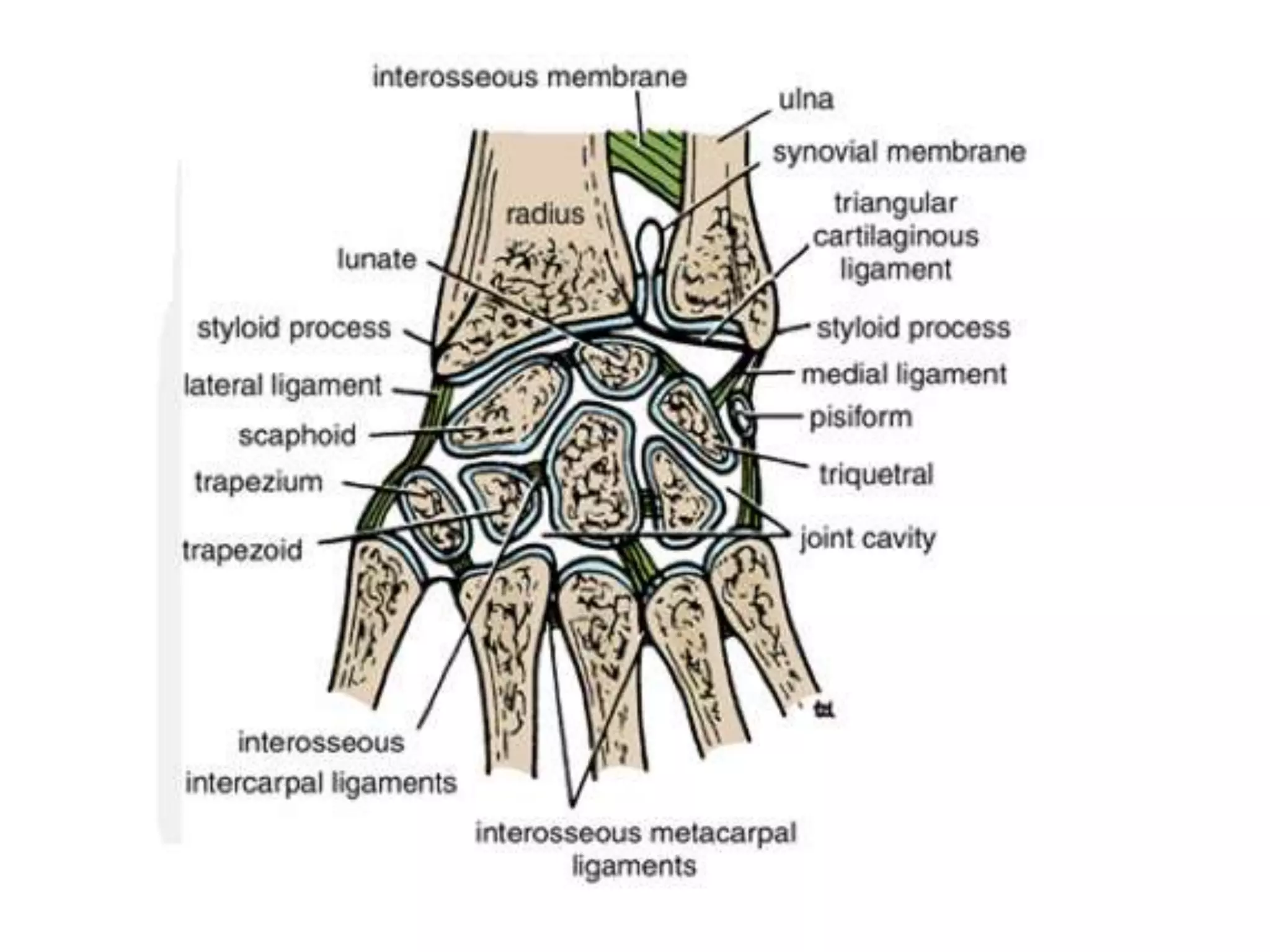 Relative positions of the radius and ulna when the forearm is fully pronated