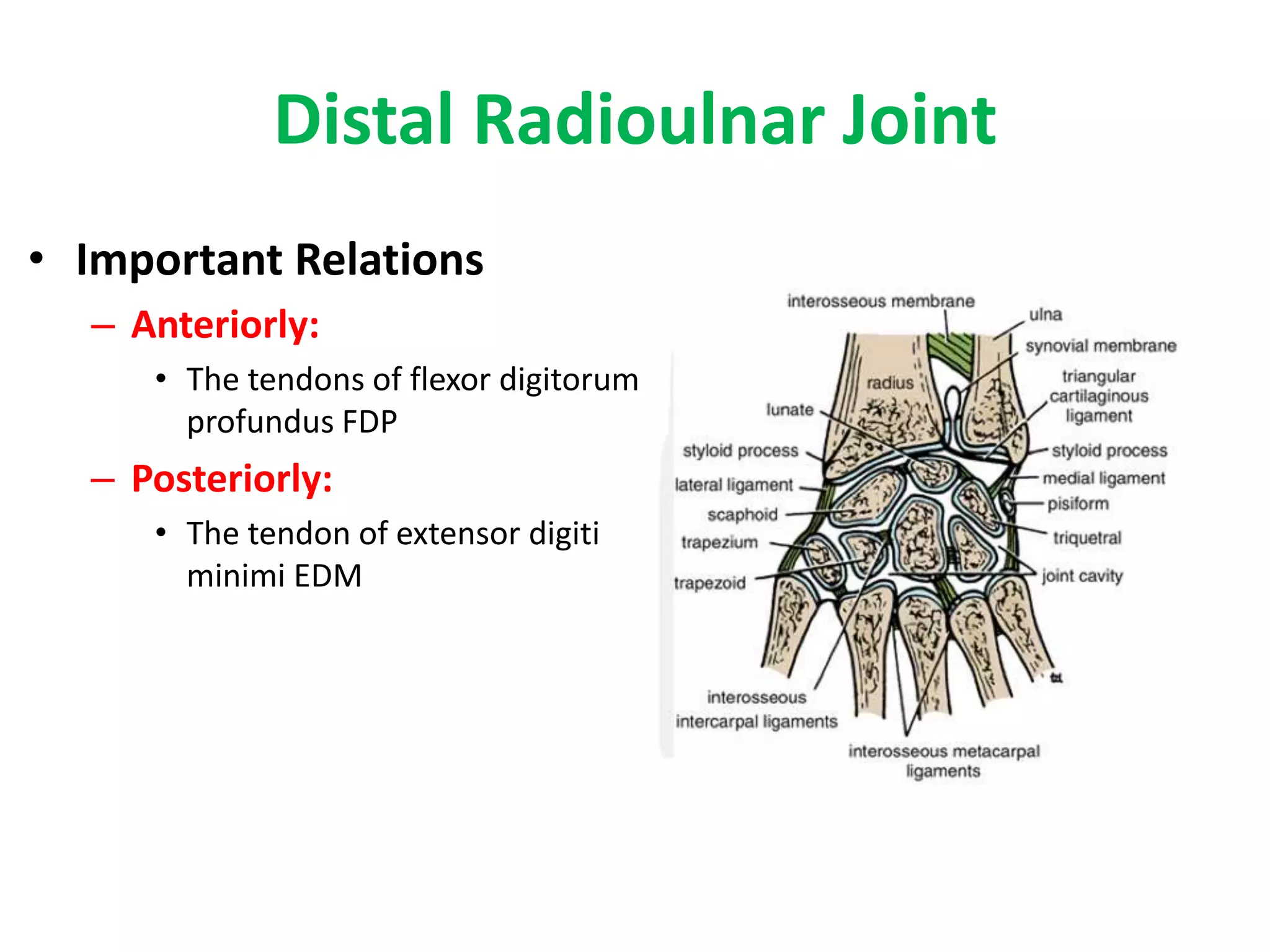 Distal Radioulnar JointMovementsThe movements of pronation and supination of the forearm involve a rotary movement around a vertical axis at the proximal and distal radioulnar joints. The axis passes through the head of the radius above and the attachment of the apex of the triangular articular disc below.In the movement of pronation, the head of the radius rotates within the anular ligament, whereas the distal end of the radius with the hand moves bodily forward, the ulnar notch of the radius moving around the circumference of the head of the ulna. In addition, the distal end of the ulna moves laterally so that the hand remains in line with the upper limb and is not displaced medially. This movement of the ulna is important when using an instrument such as a screwdriver because it prevents side-to-side movement of the hand during the repetitive movements of supination and pronation.Pronation is performed by the pronator teres and the pronator quadratus.Supination is performed by the biceps brachii and the supinator. Supination is the more powerful of the two movements because of the strength of the biceps muscle. Because supination is the more powerful movement, screw threads and the spiral of corkscrews are made so that the screw and corkscrews are driven inward by the movement of supination in right-handed people.
