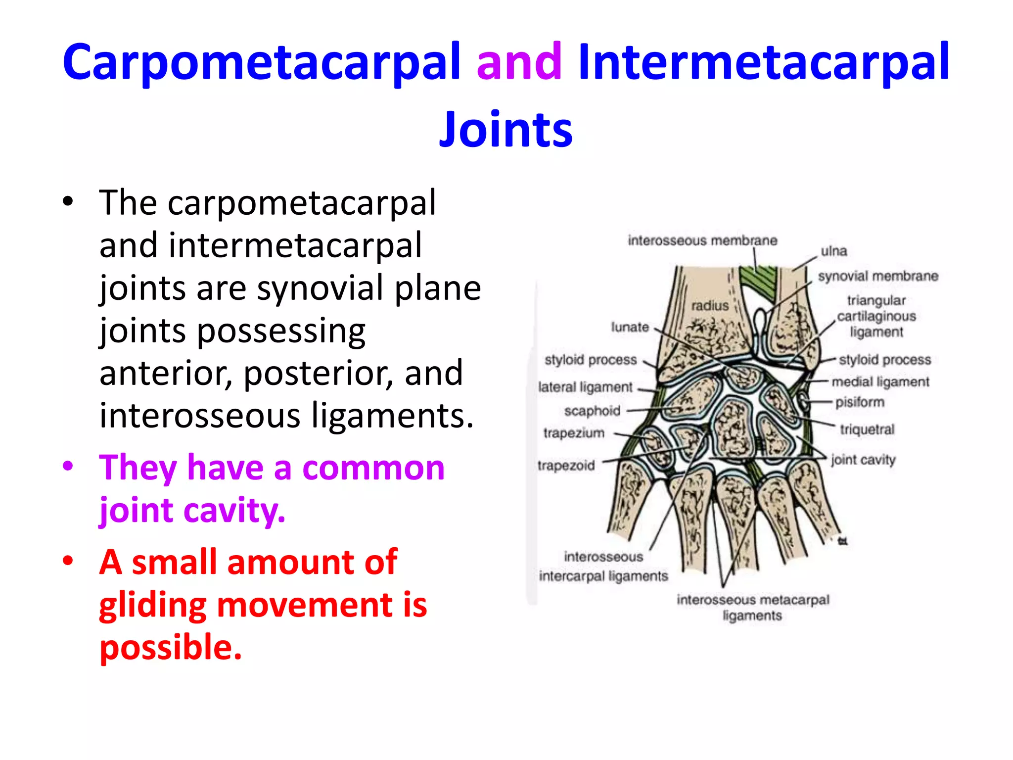 Intercarpal JointsArticulation: Between the individual bones of the proximal row of the carpus; Between the individual bones of the distal row of the carpus;Midcarpal joint, between the proximal and distal rows of carpal bones.Type: Synovial plane jointsCapsule: The capsule surrounds each joint.Ligaments: The bones are united by strong anterior, posterior, and interosseous ligaments.Synovial membrane: This lines the capsule and is attached to the margins of the articular surfaces. The joint cavity of the midcarpal joint extends not only between the two rows of carpal bones but also upward between the individual bones forming the proximal row and downward between the bones of the distal row.Nerve supply: Anterior interosseous nerve, Deep branch of the radial nerve, Deep branch of the ulnar nerveMovementsA small amount of gliding movement is possible.