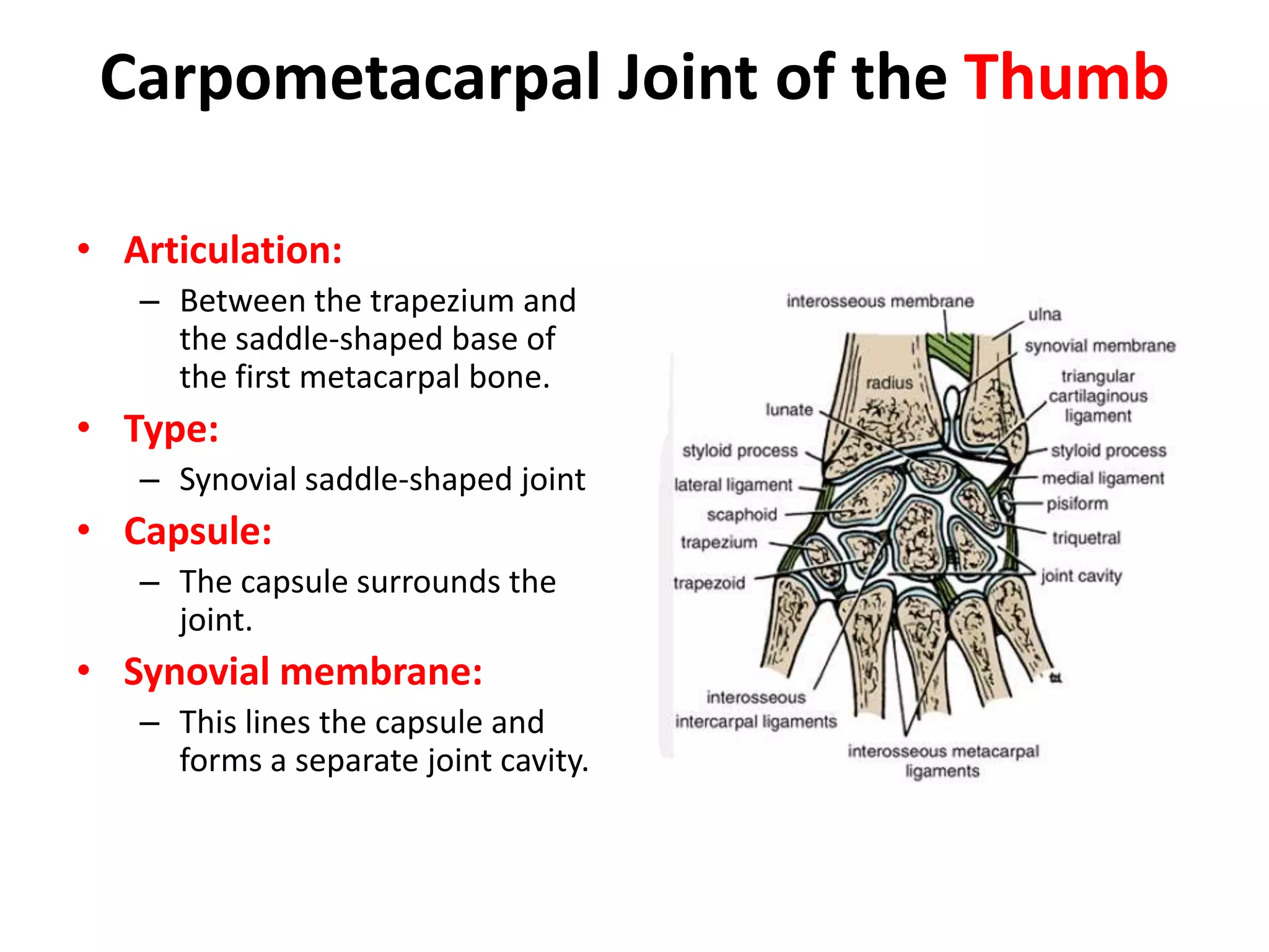 Carpometacarpal and Intermetacarpal JointsThe carpometacarpal and intermetacarpal joints are synovial plane joints possessing anterior, posterior, and interosseous ligaments. They have a common joint cavity. A small amount of gliding movement is possible.