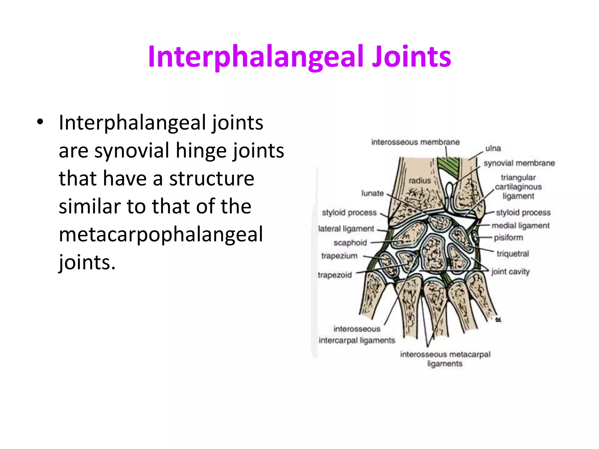 MovementsThe following movements are possible:Flexion: The lumbricals and the interossei, assisted by the flexor digitorum superficialis and profundusExtension: Extensor digitorum, extensor indicis, and extensor digiti minimiAbduction: Movement away from the midline of the third finger is performed by the dorsal interossei.Adduction: Movement toward the midline of the third finger is performed by the palmar interossei. In the case of the metacarpophalangeal joint of the thumb, flexion is performed by the flexor pollicis longus and brevis and extension is performed by the extensor pollicis longus and brevis. The movements of abduction and adduction are performed at the carpometacarpal joint.