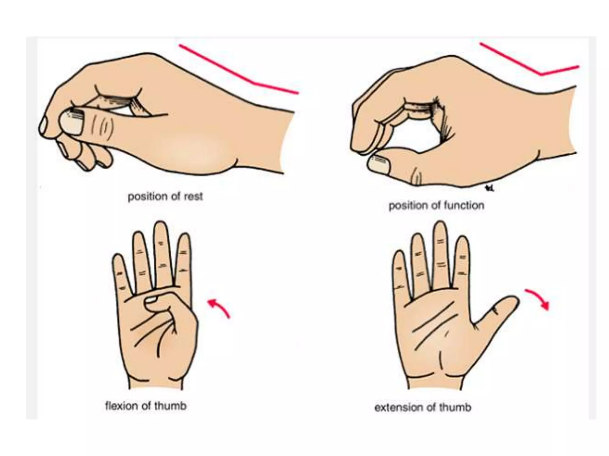 The Hand as a Functional UnitThe upper limb is a multijointed lever freely movable on the trunk at the shoulder joint. At the distal end of the upper limb is the important prehensile organ the hand. Much of the importance of the hand depends on the pincer action of the thumb, which enables one to grasp objects between the thumb and index finger. The extreme mobility of the first metacarpal bone makes the thumb functionally as important as all the remaining fingers combined.