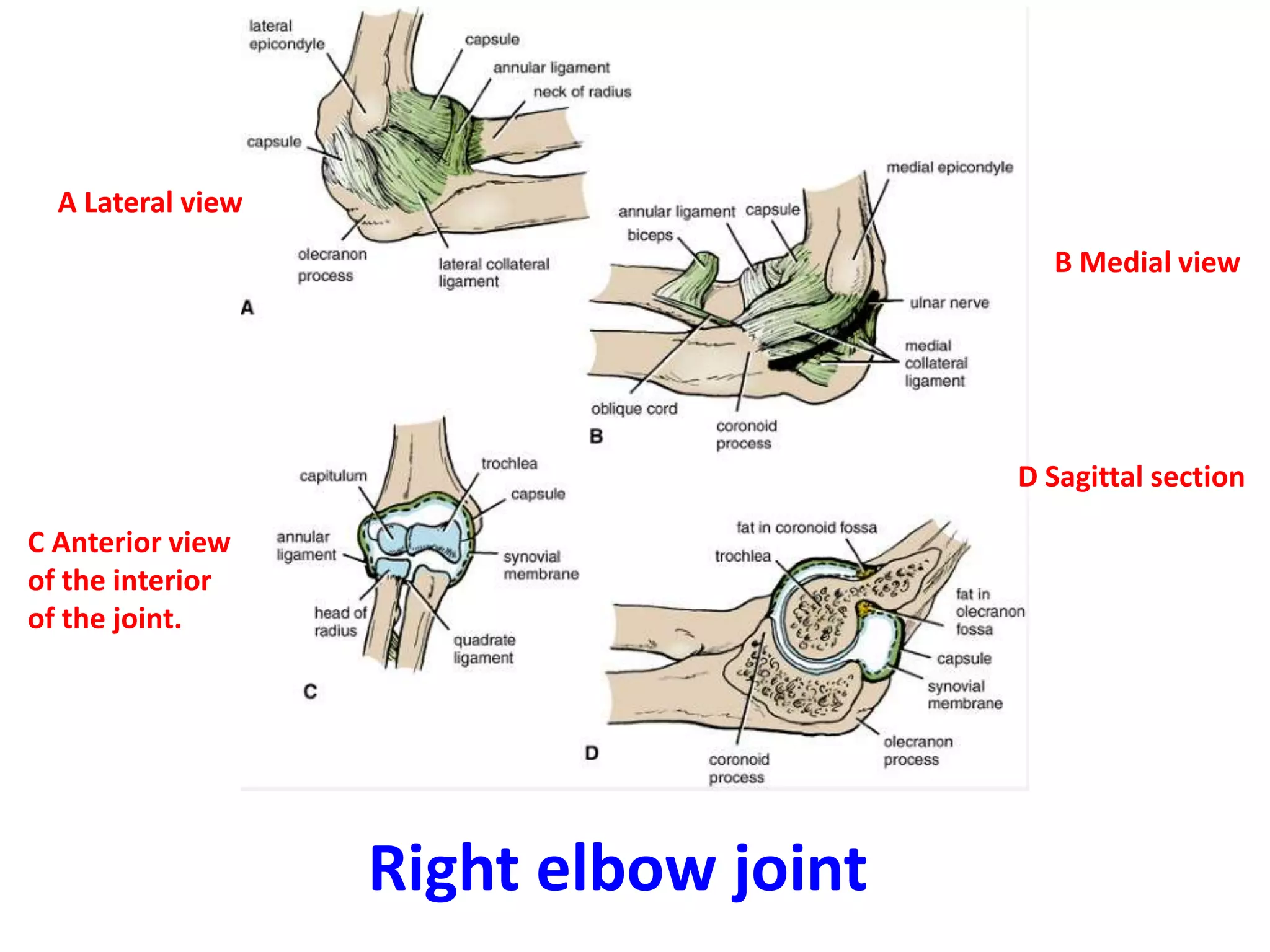 A Lateral viewB Medial viewD Sagittal sectionC Anterior view of the interior of the joint. Right elbow joint