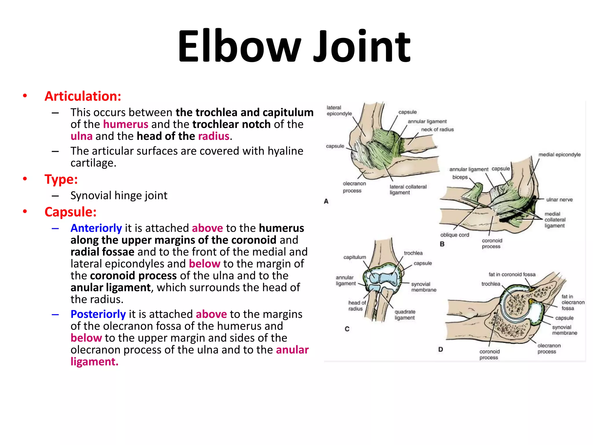Elbow JointArticulation: This occurs between the trochlea and capitulum of the humerus and the trochlear notch of the ulna and the head of the radius. The articular surfaces are covered with hyaline cartilage.Type:Synovial hinge jointCapsule: Anteriorly it is attached above to the humerus along the upper margins of the coronoid and radial fossae and to the front of the medial and lateral epicondyles and below to the margin of the coronoid process of the ulna and to the anular ligament, which surrounds the head of the radius. Posteriorly it is attached above to the margins of the olecranon fossa of the humerus and below to the upper margin and sides of the olecranon process of the ulna and to the anular ligament.