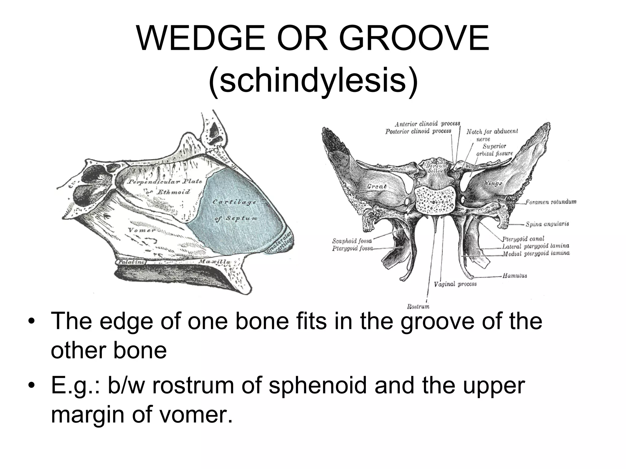 WEDGE OR GROOVE
(schindylesis)
• The edge of one bone fits in the groove of the
other bone
• E.g.: b/w rostrum of sphenoid and the upper
margin of vomer.
 