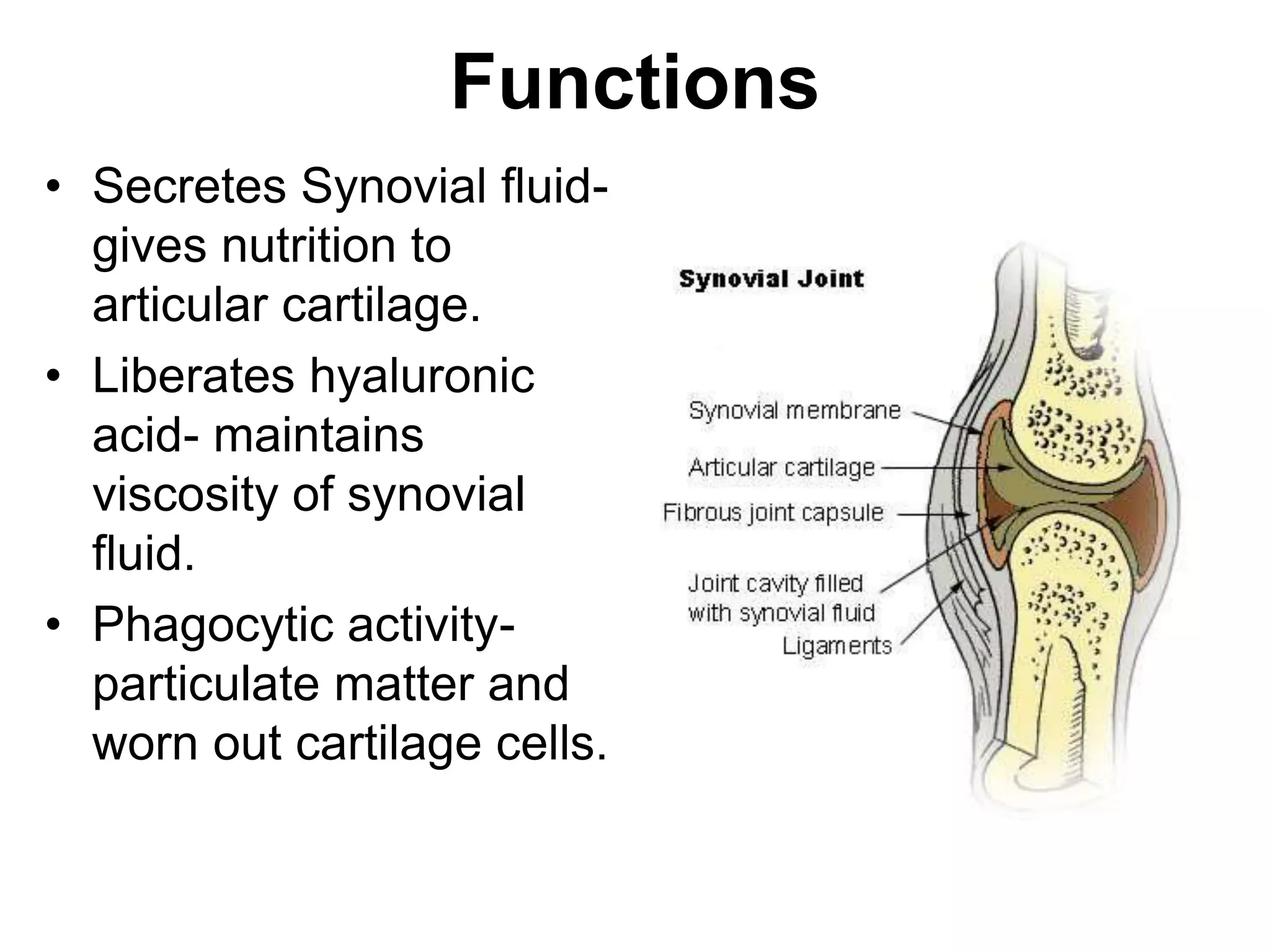 Functions
• Secretes Synovial fluid-
gives nutrition to
articular cartilage.
• Liberates hyaluronic
acid- maintains
viscosity of synovial
fluid.
• Phagocytic activity-
particulate matter and
worn out cartilage cells.
 