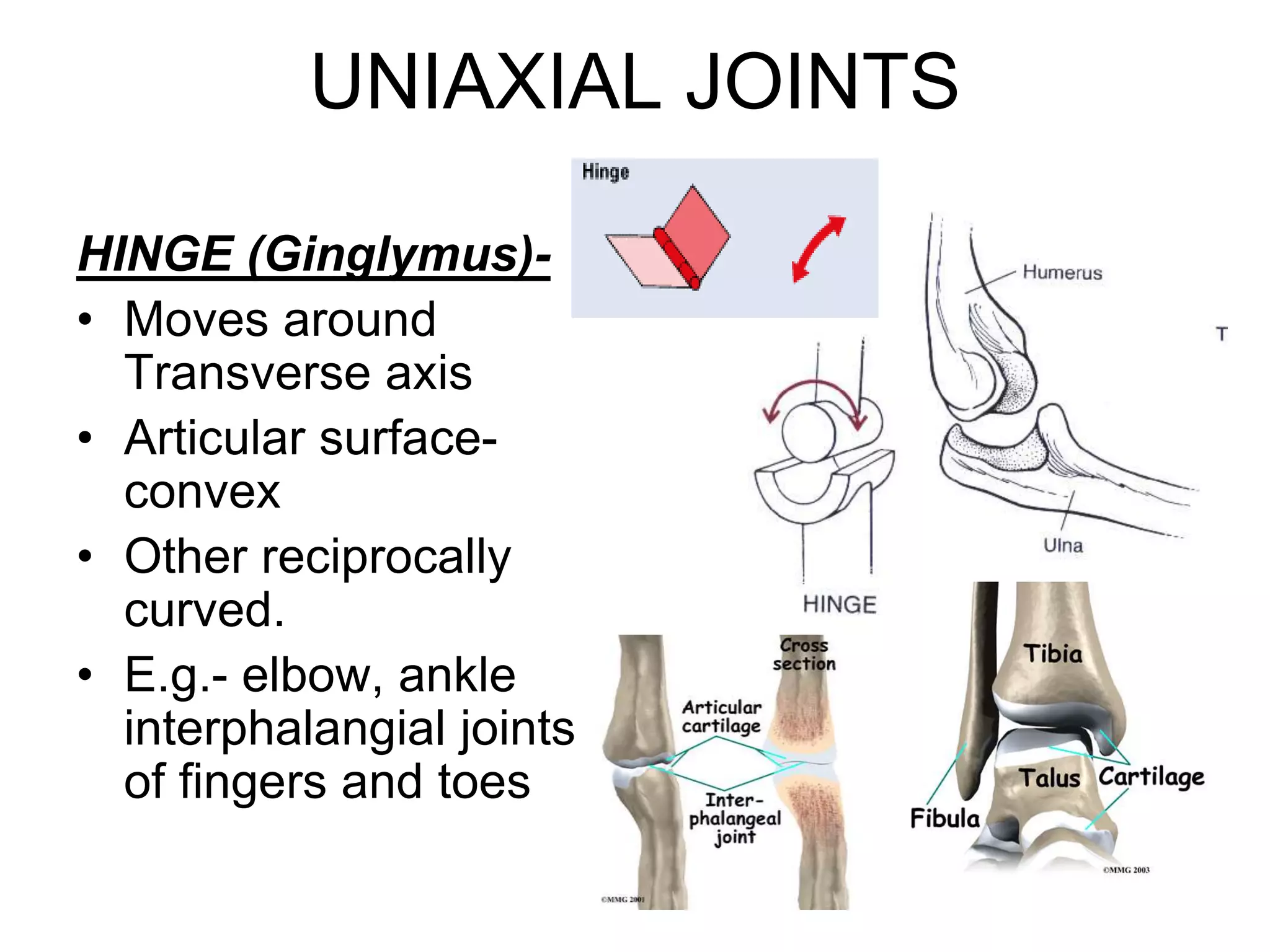 UNIAXIAL JOINTS
HINGE (Ginglymus)-
• Moves around
Transverse axis
• Articular surface-
convex
• Other reciprocally
curved.
• E.g.- elbow, ankle
interphalangial joints
of fingers and toes
 