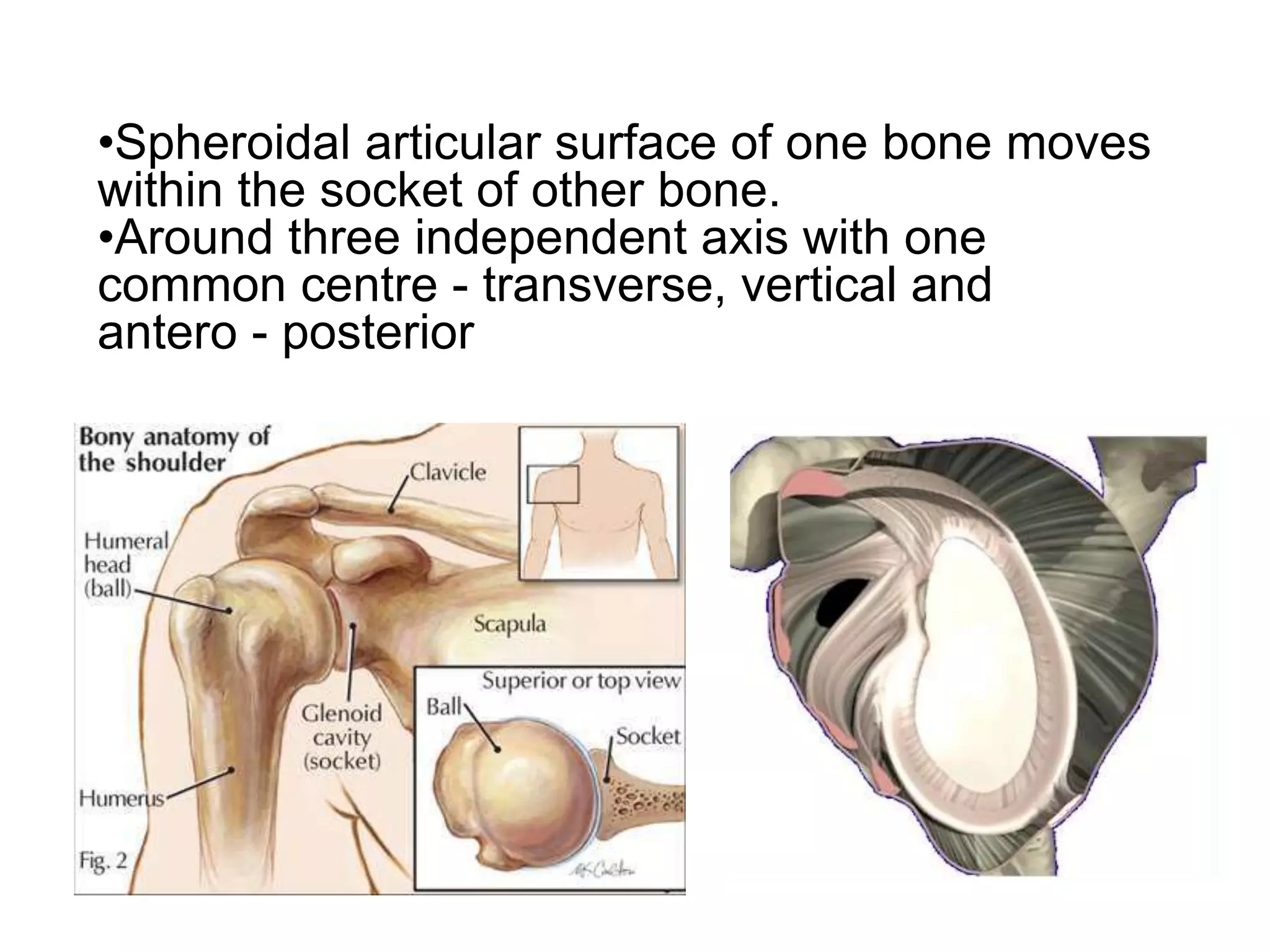 •Spheroidal articular surface of one bone moves
within the socket of other bone.
•Around three independent axis with one
common centre - transverse, vertical and
antero - posterior
 