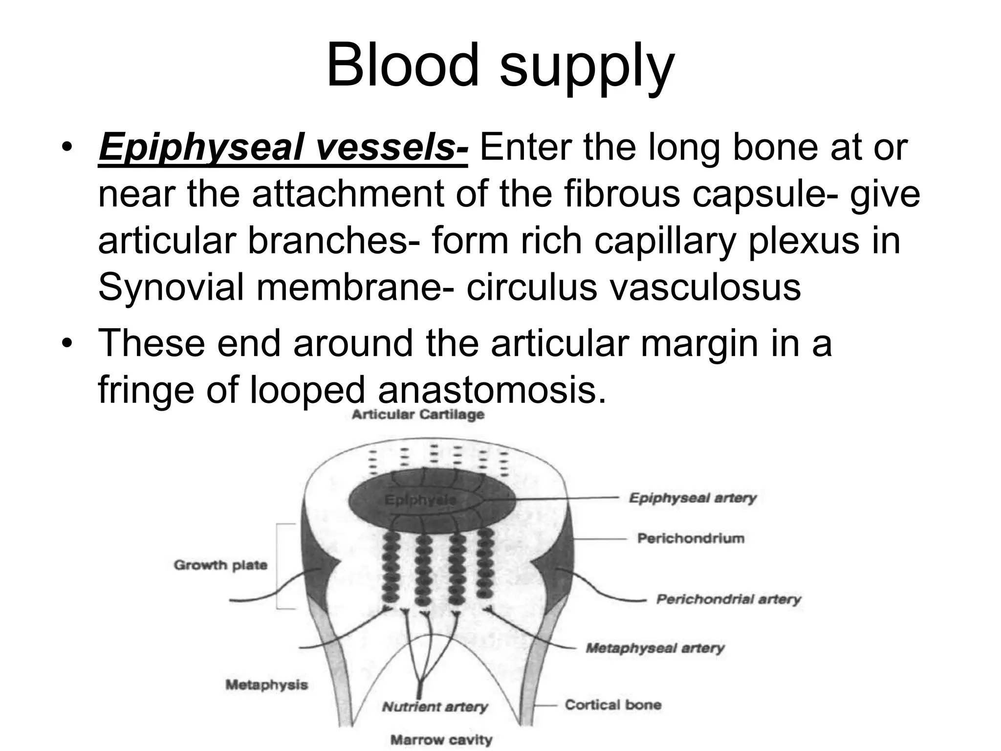 Blood supply
• Epiphyseal vessels- Enter the long bone at or
near the attachment of the fibrous capsule- give
articular branches- form rich capillary plexus in
Synovial membrane- circulus vasculosus
• These end around the articular margin in a
fringe of looped anastomosis.
 