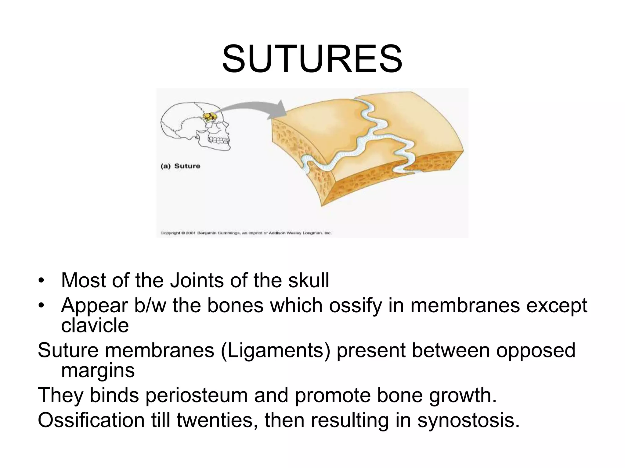 SUTURES
• Most of the Joints of the skull
• Appear b/w the bones which ossify in membranes except
clavicle
Suture membranes (Ligaments) present between opposed
margins
They binds periosteum and promote bone growth.
Ossification till twenties, then resulting in synostosis.
 