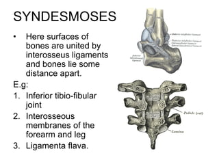 SYNDESMOSES
• Here surfaces of
bones are united by
interosseus ligaments
and bones lie some
distance apart.
E.g:
1. Inferior tibio-fibular
joint
2. Interosseous
membranes of the
forearm and leg
3. Ligamenta flava.
 