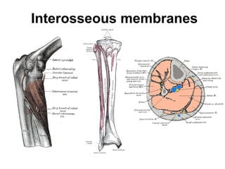 Interosseous membranes
 