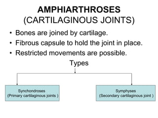 AMPHIARTHROSES
(CARTILAGINOUS JOINTS)
• Bones are joined by cartilage.
• Fibrous capsule to hold the joint in place.
• Restricted movements are possible.
Types
Synchondroses
(Primary cartilaginous joints )
Symphyses
(Secondary cartilaginous joint )
 