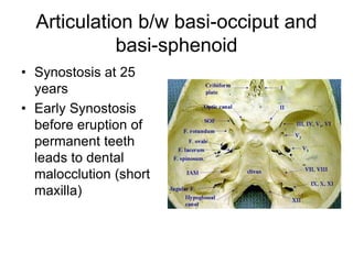 Articulation b/w basi-occiput and
basi-sphenoid
• Synostosis at 25
years
• Early Synostosis
before eruption of
permanent teeth
leads to dental
malocclution (short
maxilla)
 