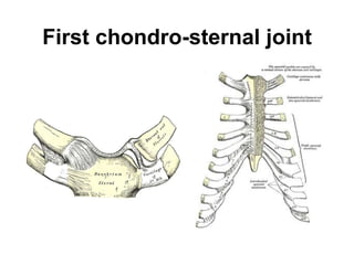 First chondro-sternal joint
 