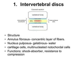 1. Intervertebral discs
• Structure
• Annulus fibrosus- concentric layer of fibers.
• Nucleus pulposus- gelatinous- water
• cartilage cells, multinucleated notochordal cells
• Functions: shock-absorber, resistance to
compression
 