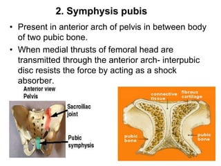 • Present in anterior arch of pelvis in between body
of two pubic bone.
• When medial thrusts of femoral head are
transmitted through the anterior arch- interpubic
disc resists the force by acting as a shock
absorber.
2. Symphysis pubis
 