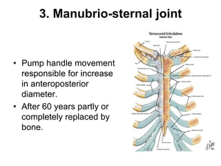 3. Manubrio-sternal joint
• Pump handle movement
responsible for increase
in anteroposterior
diameter.
• After 60 years partly or
completely replaced by
bone.
 