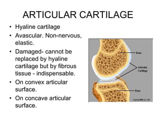 ARTICULAR CARTILAGE
• Hyaline cartilage
• Avascular. Non-nervous,
elastic.
• Damaged- cannot be
replaced by hyaline
cartilage but by fibrous
tissue - indispensable.
• On convex articular
surface.
• On concave articular
surface.
 