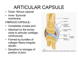 ARTICULAR CAPSULE
• Outer- fibrous capsule
• Inner- Synovial
membrane.
FIBROUS CAPSULE-
• Completely invests joint
• Attached on the bones
close to articular cartilage
continuously.
• Formed by bundles of
collagen fibers-irregular
spirals-
• Sensitive to changes of
position of joint.
 
