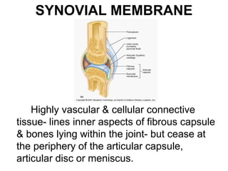 SYNOVIAL MEMBRANE
Highly vascular & cellular connective
tissue- lines inner aspects of fibrous capsule
& bones lying within the joint- but cease at
the periphery of the articular capsule,
articular disc or meniscus.
 